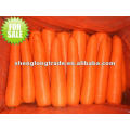 carotte rouge chinoise fraîche dans le carton de 10kg